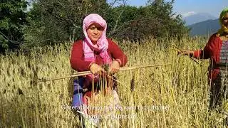 A Culture in a Grain: Munsiari, Uttarakhand