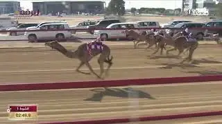 ش1 مذيار لـ نشمي حمد متعب العامري (مهرجان سمو الشيخ محمد بن زايد آل نهيان) 2-1-2023 كأس الحقايق بكار