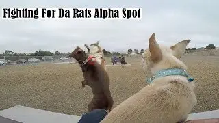 Insanely Aggressive Chihuahua IGNORES the FEMALES! Barking Rat