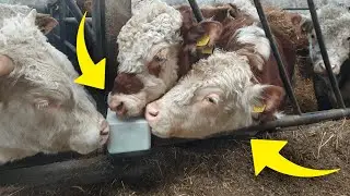Bydło opasowe Codzienne obowiązki 2021 Sól dla bydła/Atak zimy
