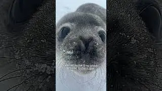btw btw btw btw #keşfeted&uuml;ş #kesfeteyyiz #keşfet #seal #keşfetbeni&ouml;ne&ccedil;ıkar #keşfetteyiz @