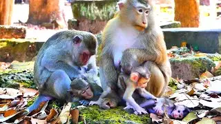 Libby gave warm hugs to adorable baby Lily 🩷🐒🙈 while we helped feed fruit to Jacee.