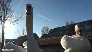 Swan Couple up close and personal