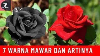 TOP 7 WARNA BUNGA MAWAR DAN ARTINYA, PILIH WARNANYA SESUAI DENGAN KEBUTUHANMU