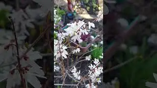 АБЕЛІОЛИСТНИК КВІТУЄ#мійсад #ландшафтныйдизайн #garden #весна