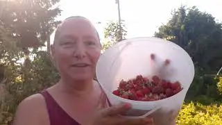 Strawberries, Everbearing or June bearing which do you prefer? #strawberry