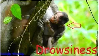 Pity Poor Baby Charlee Real Fall From The Tree Until Drowsiness After Three Minute Later | Poor Baby