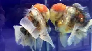 AquaSinga at Big Box