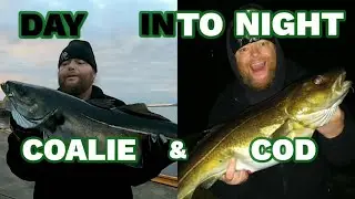 Spinning and surfcasting in sub Arctic Norway, catching big cod and coalfish