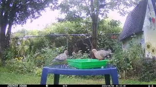 two mourning #doves eat on rainy day #dove #bird #Birds