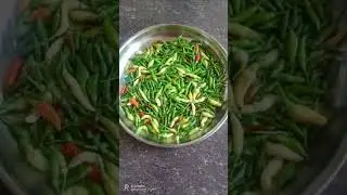 കാന്താരി  വീട്ടിൽ വളർത്തുന്നവർക്കൊക്കെ  സന്തോഷ വാർത്ത / Kanthari krishi
