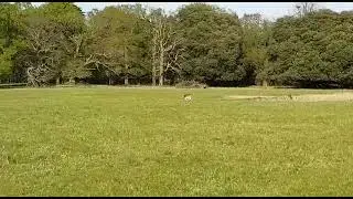 HOLKHOME: Deer Discovery in Holkham Park