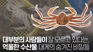 소래포구 사기꾼 덕분에 사람들이 기피하는 억울한 수산물, ‘대게’의 모든 것