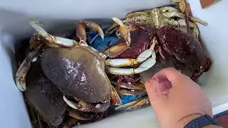 Vlog: Caught some Dungeness Crabs & Red Rock Crabs at Puget Sound 2024