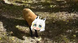 Fubuki fox keep following | Animal hololive