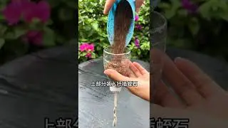 教你做不要錢的懶人扦插神器#扦插#養護小知識