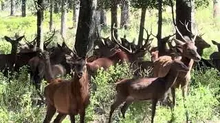 Elk call at Hunter's Bluff Mississippi