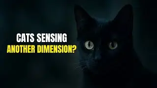 Mysteries of Cats: Do They Sense Disasters or Another Dimension?