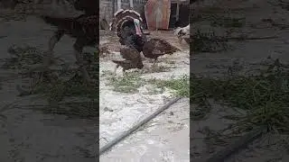 turkey sounds
