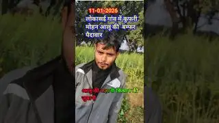कुफरी मोहन आलू की बम्फर पैदावार #agriculture #Kisan #farming #viral video