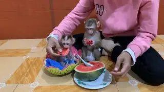 Baby Monkeys Eating Watermelon 🍉 | Cutest Moment Ever 🐒❤️