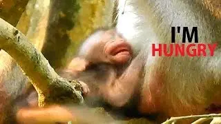 SO POOR ALBA SAD CRY !! Alba cry shake mom beg milk | Why mom not understand Alba feeling.