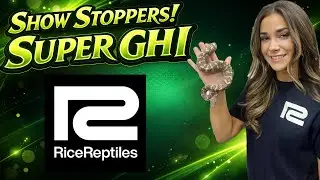 Show Stoppers Super GHI