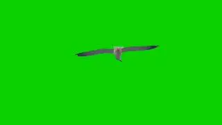 Birds Flying Green Screen | Bird Name - Kite, Samdi, Eagle | Free to use |