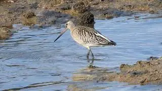 Fuselo - Bar-tailed godwit (Limosa lapponica)