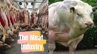 Everyone should watch it: Automatic Cow Meat Production Process   Fastest Beef Processing in Factory