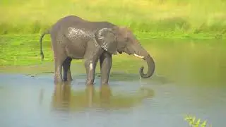 Djuma: Lone Elephant bull - 16:30 - 02/28/19