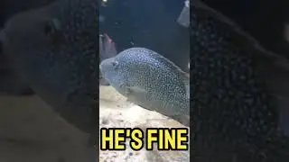 sleeping fish? #aquarium #shorts #fishtank