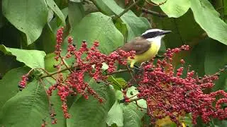 Birds of Costa Rica - Flycatchers, Martin, Swallows, Warblers