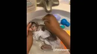 Cute Baby Monkey Taking Bath| Good Health|Petsheaven!!!