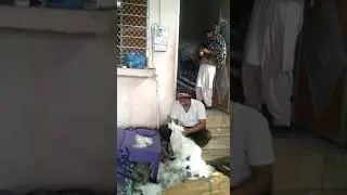 cotton carding machine 8780372198 m.r.industries