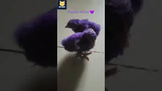 purple chicks #youtubeshorts