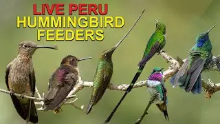 Live Hummingbird Cam in Peru: Giant Hummingbird, Sword-billed Hummingbird, Shining Sunbeam and More
