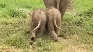 Watch adorable twin baby elephants walking with mom is so cute