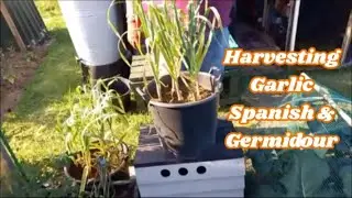 (v11 04/06/23) Harvesting Garlic Spanish and Germidour