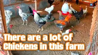 Farm raising of chickens in a small job for Asia farmers #animalsshow #chickenfarming #animalstv 