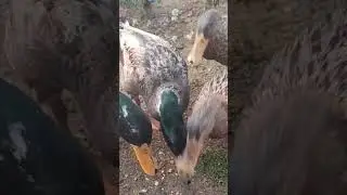 Duck । ducks । 5 little ducks । baby ducks 5 little duck song । itzmesonal । viral shorts । ytshorts