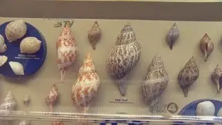 Sanibel Shell Museum