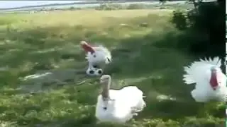 Приколы