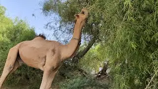 camel favorite tree / camel best diet