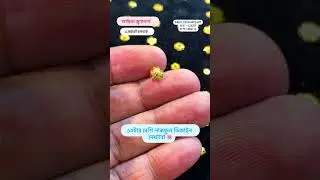 Adrita jewelllers nose pin collection