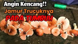 Angin Kencang,Jamur Trucuknya pada tumbuh.#mbolang #jamur #jamurbarat #mushroom #jamurtrucuk #fyp
