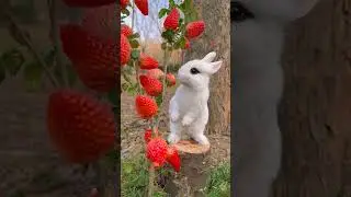 Sevimli tavşan &ccedil;ilek yiyor🐰ABONE OLMAYI UNUTMAYIN #rabbit #tavşan #&ccedil;ilek #strawberry