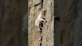 Эти КОЗЛЫ Настоящие Скалолазы! КАК Они ЭТО Делают? #шортс