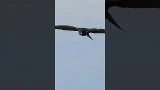 The largest bird in North America flew 5 feet above my head! #birding #birdwatching #birds #condor