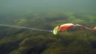 Headbanger Lures: Headbanger Tail Intro
